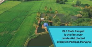 DLF Plots Panipat